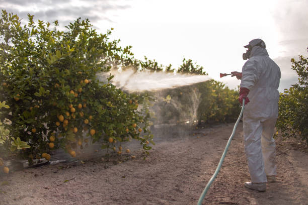 Best Ant Control Services  in Grand Rapids, MN