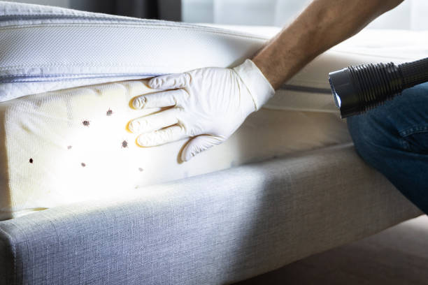 Reliable Grand Rapids, MN Pest Control Solutions