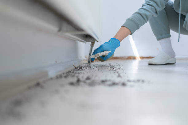 Best Termite Control Services  in Grand Rapids, MN